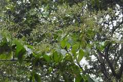 Ventilago maderaspatana